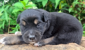Buddy Bear